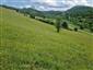 jašterica bystrá (7.6.2025)