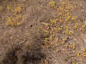 Spoločenstvo s Sedum sexangulare