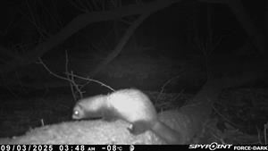 Mustela putorius