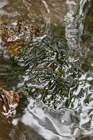 Fontinalis antipyretica je najčastejším, ale zároveň zriedkavým druhom na TML