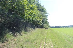 okraj dubového lesa