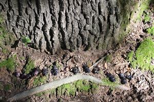 skelety uhynutých imág