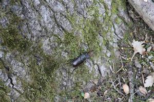 imago, menší samec