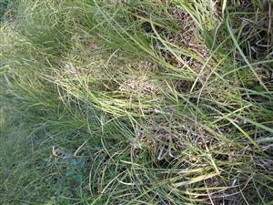 pohľad na vegetáciu v TML, 6.8.2025, foto:D.Vazanová