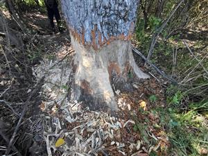 stopy po činnosti bobra vodného v lokalite Kiarovský močiar, 6.8.2025, foto:D.Vazanová