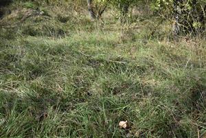 Porasty cieľového biotopu.