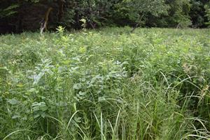 Štruktúra porastov cieľového biotopu.