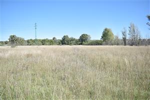 Pohľad na porasty v severnej časti lokality počas jesenného aspektu.