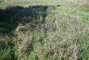 Porasty cieľového biotopu na TMP v jesennom období.