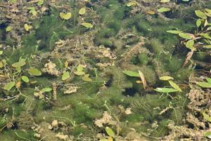 Pohľad na porasty cieľového biotopu - časť TMP.