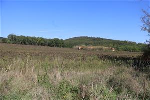 Pohľad na časť TML Salka, časť Benczek, Ipeľ. pahorkatina. Foto: 19.9.2025, J.Lengyel.