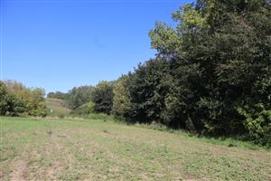 TML Salka, časť SKUEV Dolný tok Ipľa, severne od ČST Salka. Foto: 19.9.2025, J.Lengyel.