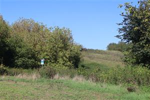 TML Salka, časť SKUEV Dolný tok Ipľa, severne od ČST Salka. Foto: 19.9.2025, J.Lengyel.