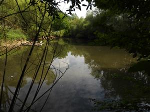 TML_BombVari_005_20250715_001 Rybník