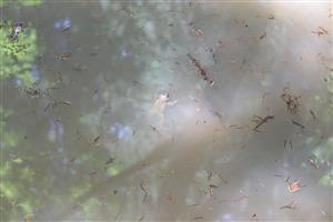 TML_BombVari_007_20250718_002 Kunka žltobruchá