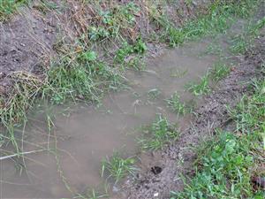 TML_BombVari_006_20250702_002 Kunka žltobruchá