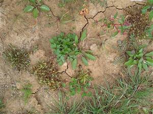 Detail porastu Vo1b s Limosella aquatica, Plantago uliginosa, Rorippa sylvestris, Agrostis stolonifera