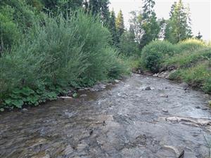 Porasty Salix elaeagnos