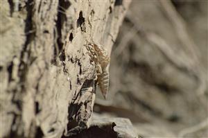 Exúvium Stylurus flavipes