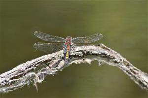Leucorrhinia pectoralis samec