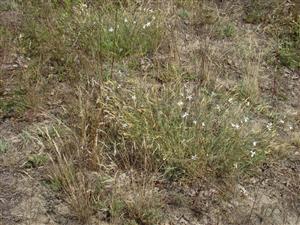 Spoločenstvo s chráneným Dianthus serotinus