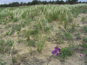 Spoločenstvo so Stipa borystenica (foto: Ing. Olšovský)