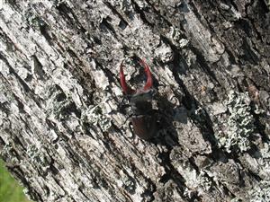 Imágo Lucanus cervus na TMP2