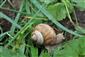 slimák záhradný (16.7.2025)