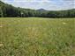 Nížinné a podhorské kosné lúky (29.7.2025)