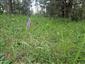 Suchomilné travinnobylinné a krovinové porasty na vápnitom podloží (*dôležité stanovištia Orchideaceae) (19.7.2025)