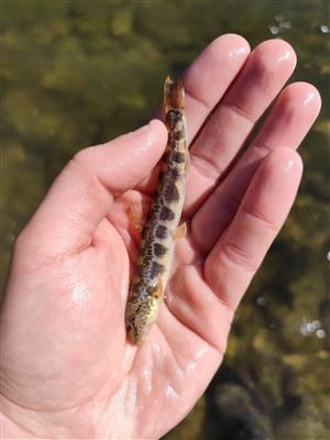 Sabanejewia bulgarica