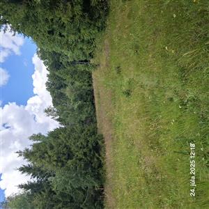 Pohľad na TML druhu Campanula serrata 