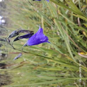 Detail na druh Campanula serrata 