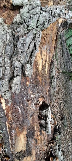 kontrolovaný mikrohabitat