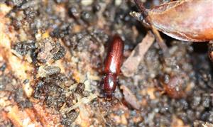 imago Corticeus unicolor