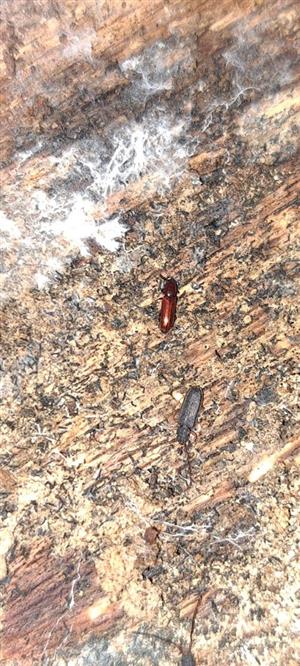 imago Uleiota planata aj Corticeus unicolor