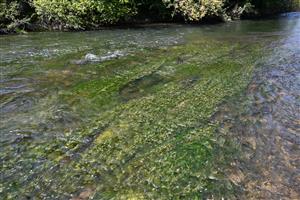 Pohľad na porasty TMP s dominanciou taxónu Batrachium aquatile agg.
