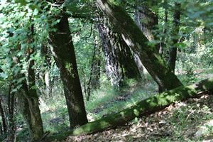 TML typický biotop druhu