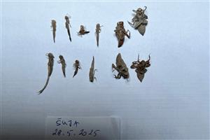 Zbierka z tml ( C.ornatum, I. pumilio, Orthetrum sp.) 