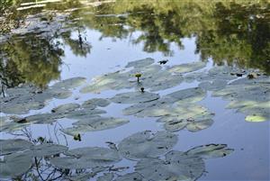 Pohľad na porasty cieľového biotopu s Nuphar lutea v rámci TMP.