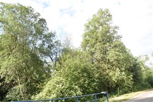 Identický pohľad na príslušnú lokalitu ako počas predošlého mapovania (ležiaci mimo hranice TML).