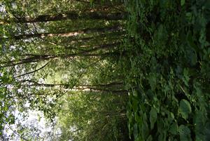 Vertikálna štruktúra cieľových porastov.