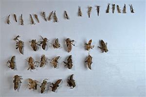 Zbierka z tml ( C.ornatum, I. pumilio, Orthetrum sp.) 