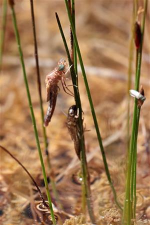 Liahnutie C. ornatum.