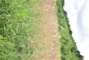 Pohľad na porasty cieľového biotopu v rámci TMP.