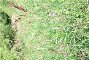 Pohľad na porasty cieľového biotopu v rámci TMP.