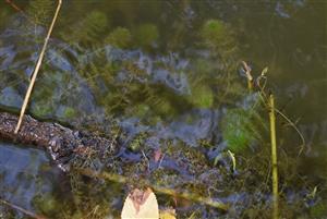 Pohľad na porasty cieľového biotopu v rámci TMP.