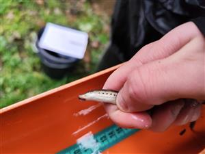 adult mihule Vladykovovej