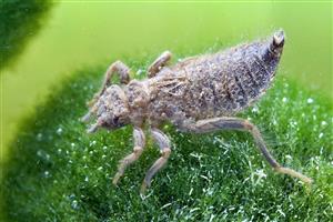 Nymfa Gomphus vulgatissimus.