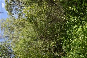 Pohľad na vertikálnu štruktúru a druhové zloženie porastov v rámci TMP.